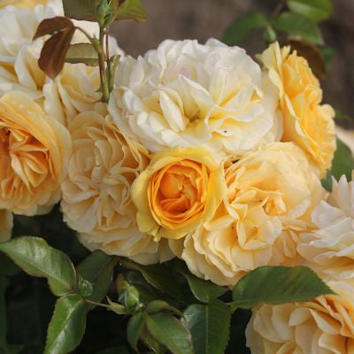 Rosa Absolutely Fabulous - Roses - Windyridge Garden Centre