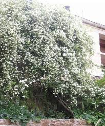 ROSA BANKSIA ALBA  H 200 - 250 CM