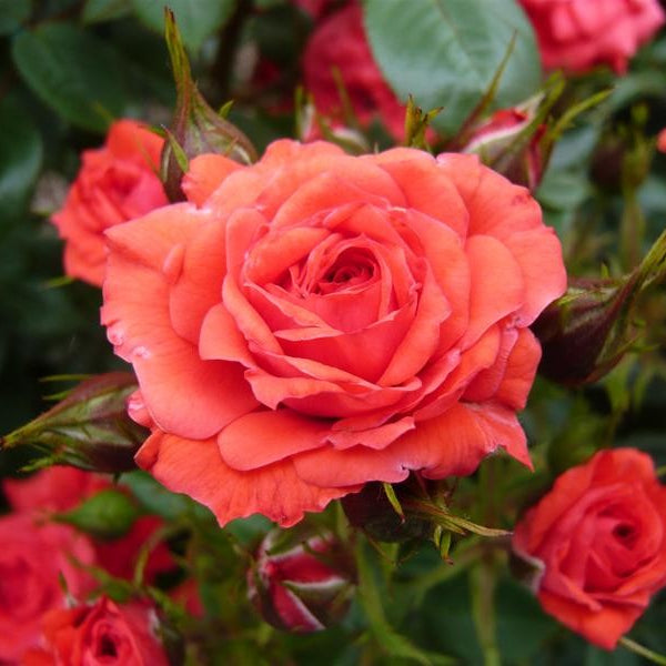 ROSA BIRTHDAY WISHES