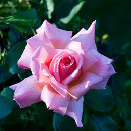 Rosa Compassion - Roses - Windyridge Garden Centre
