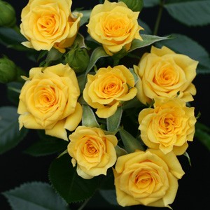 ROSA FLOWER POWER GOLD