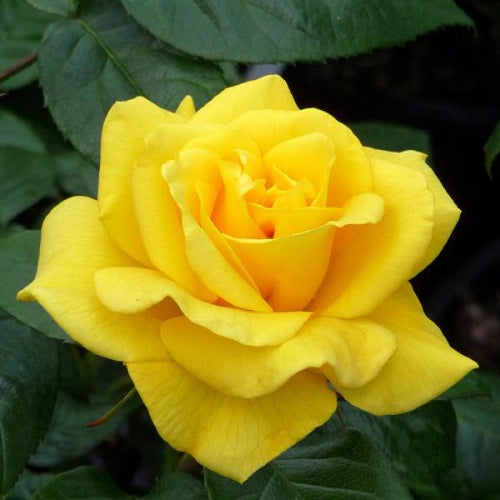 ROSA GOLDEN WEDDING