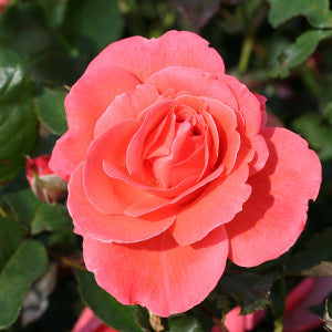 ROSA H Happy Anniversary Floribunda