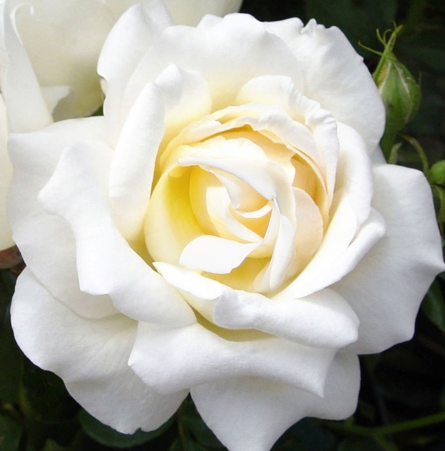 ROSA H Caroline Victoria Hybrid T