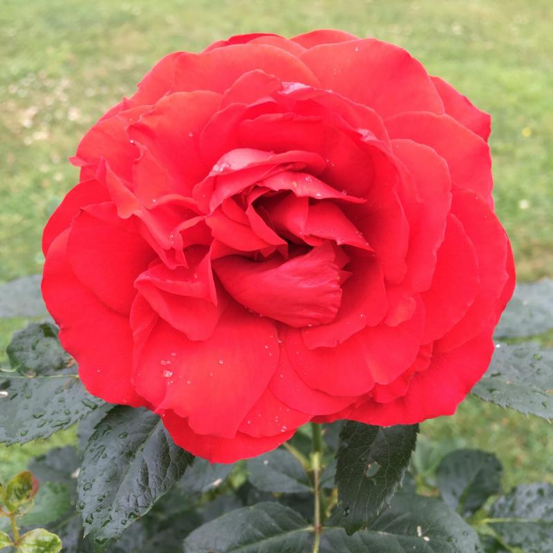 ROSA H Special Dad Hybrid Tea