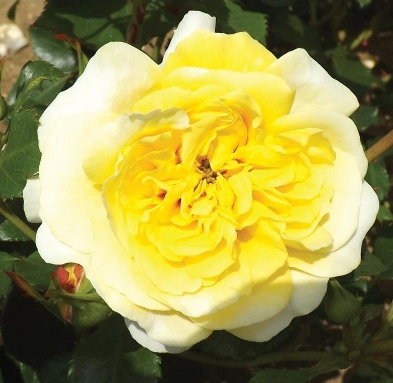 ROSA H Sun & Heart Shrub