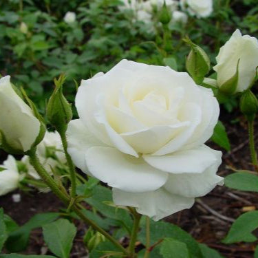 Rosa Iceberg 4.5L