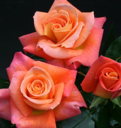 ROSA JAM & JERUSALEM