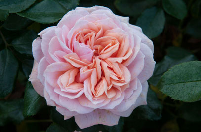 ROSA JOIE DE VIVRE