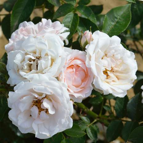 ROSA LOVELY BRIDE
