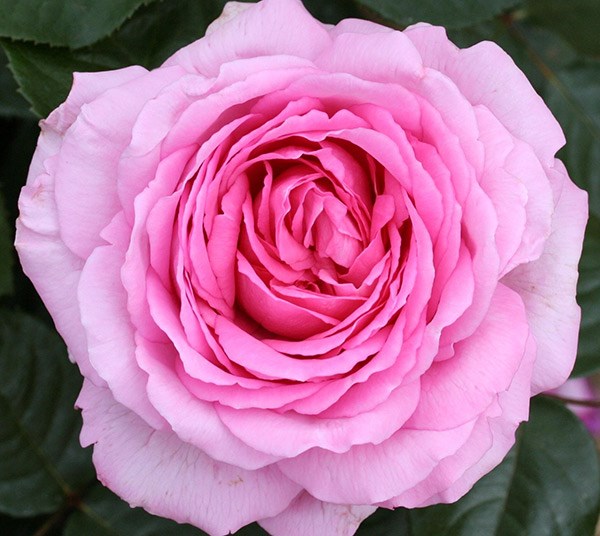 Rosa Mum in a Million