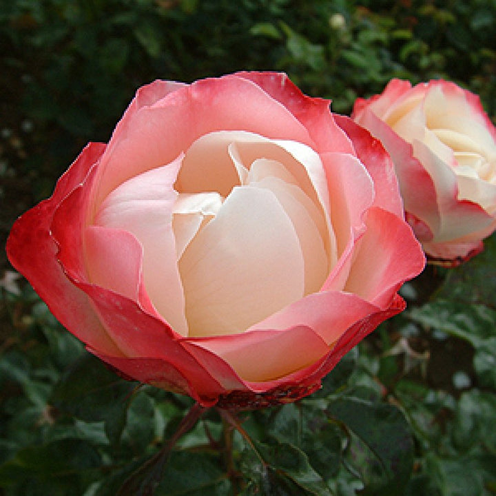 ROSA-NOSTALGIA-Half-Standard-Flower-1