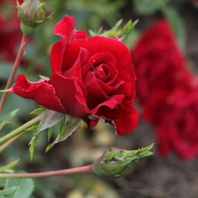 Rosa Peter Pan - Roses - Windyridge Garden Centre