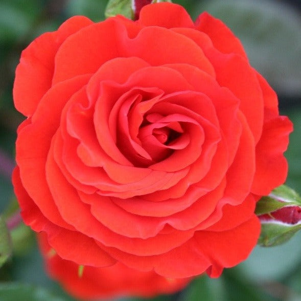 Rosa Precious Love - Roses - Windyridge Garden Centre