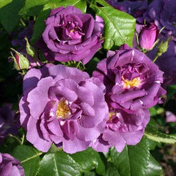 Rosa Rhapsody in Blue
