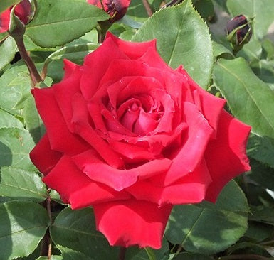 Rosa Ruby Romance - Roses - Windyridge Garden Centre