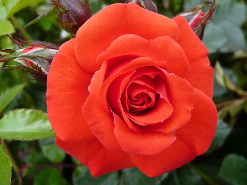 Rosa Special Wishes - Roses - Windyridge Garden Centre