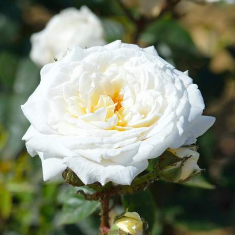 ROSA-WHITE-PATIO-Flower-2