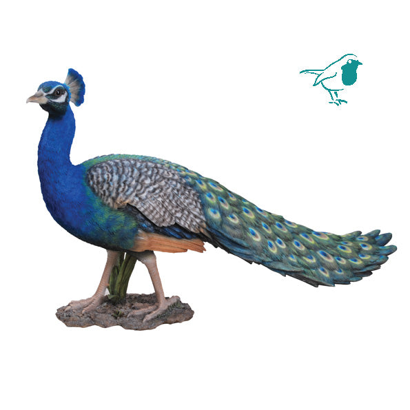 Real Life Peacock B