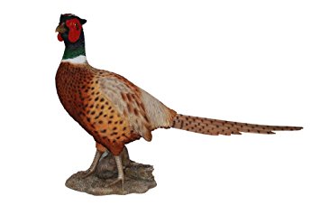 Real Life Pheasant A - Vivid Arts - Windyridge Garden Centre