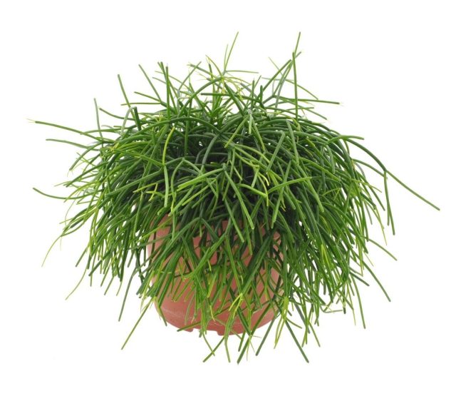 Rhipsalis baccifera