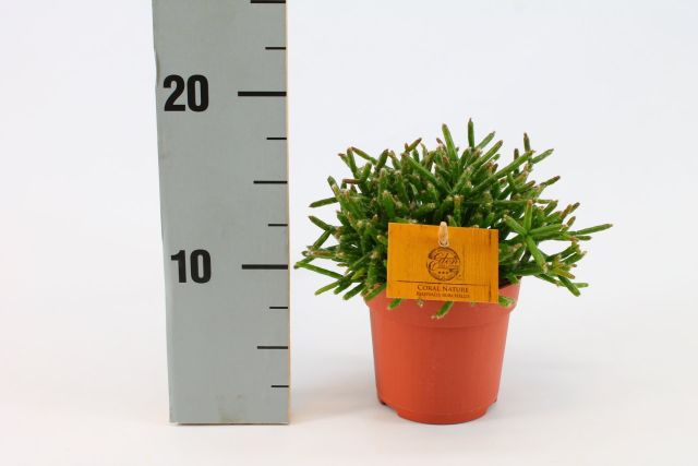 Rhipsalis Bur. Coral Nature  P10.5 - Indoor Plants - Windyridge Garden Centre