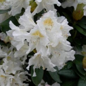 Rhododendron Cunninghams White – Windyridge Garden Centre