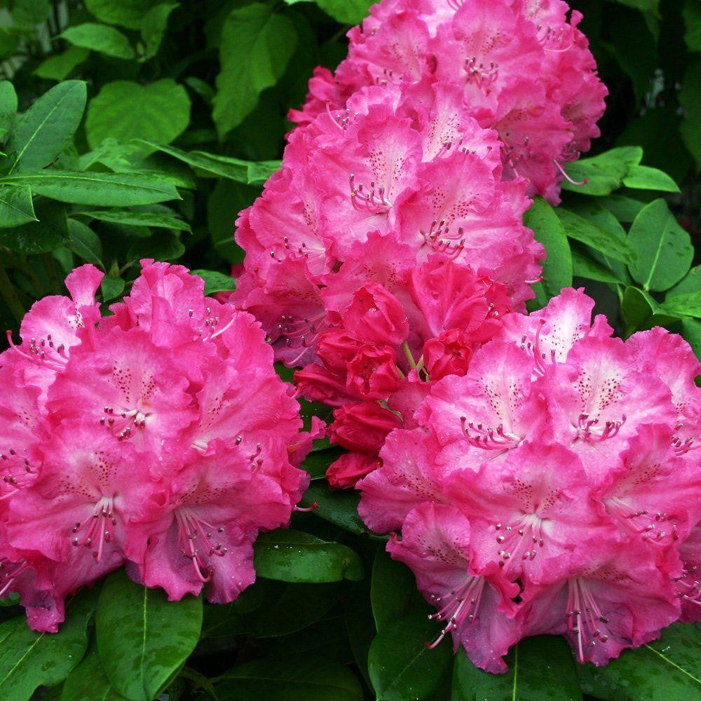 Rhododendron Germania