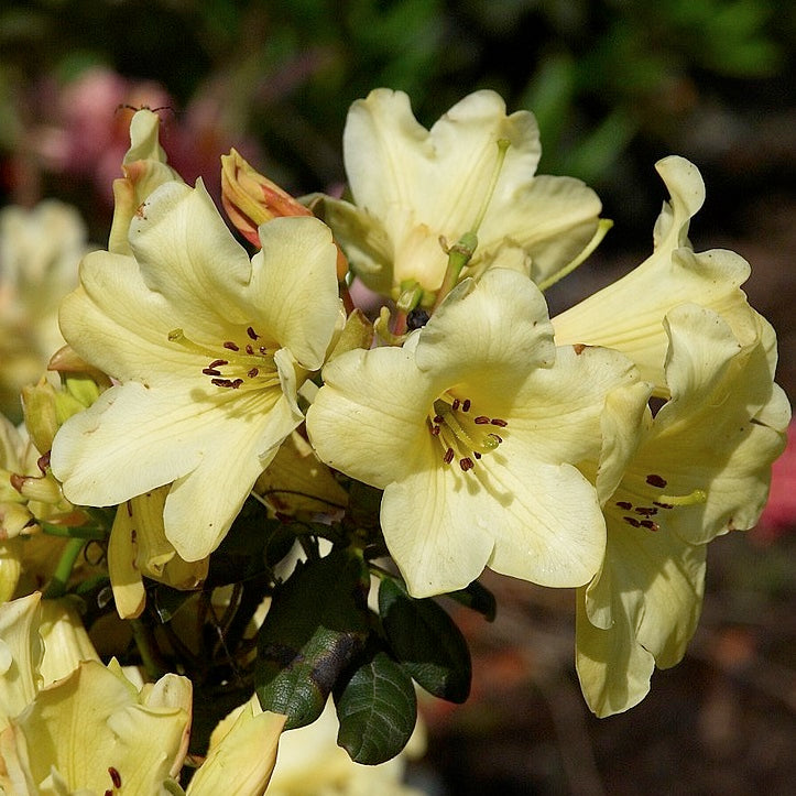 Rhododendron Goldkrone - Shrubs - Windyridge Garden Centre
