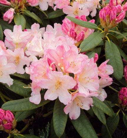 Rhododendron (Y) Percy Wiseman