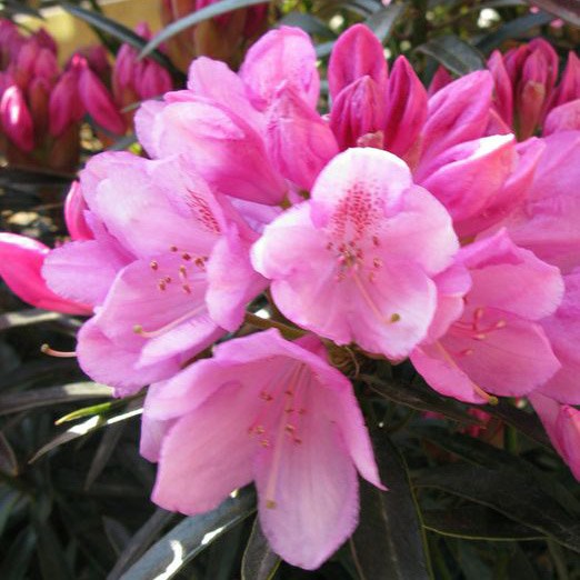 Rhododendron pont. Graziella