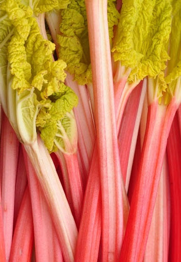 Rhubarb Champagne