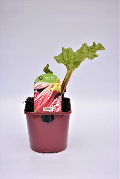 RHUBARB 2L