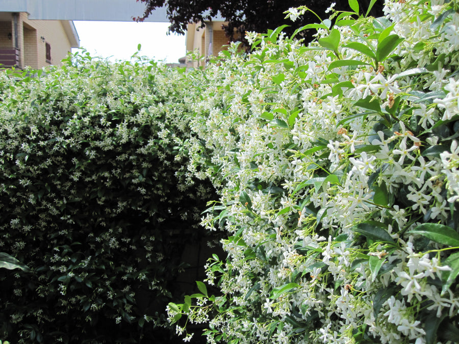 Rhyncospermum Jasminoides Vq  Lt. 25      Spalliera In Metallo 90 X 55 Cm -  - Windyridge Garden Centre