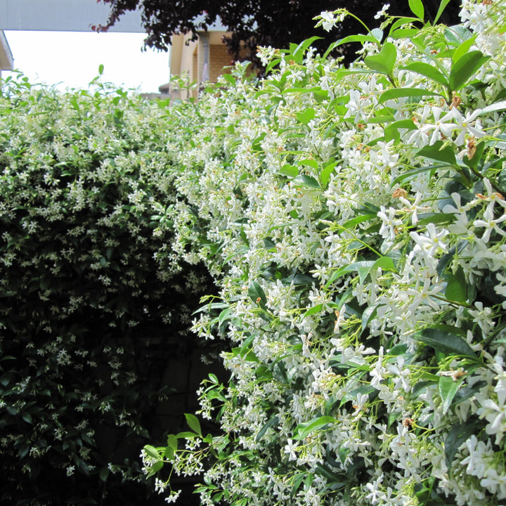 RHYNCOSPERMUM (Trachelosperum) JASMINOIDES CLT 10 H 200 - 250 CM