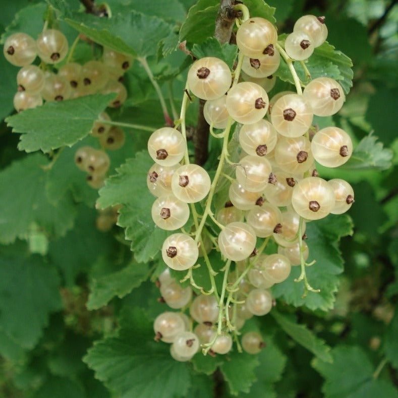 White currant fruits by Genet 