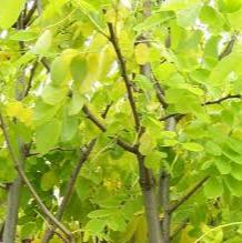 Robinia