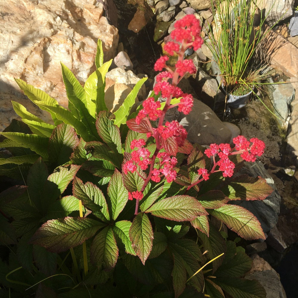 Rodgersia Bronze Peacock - Herbaceous - Windyridge Garden Centre