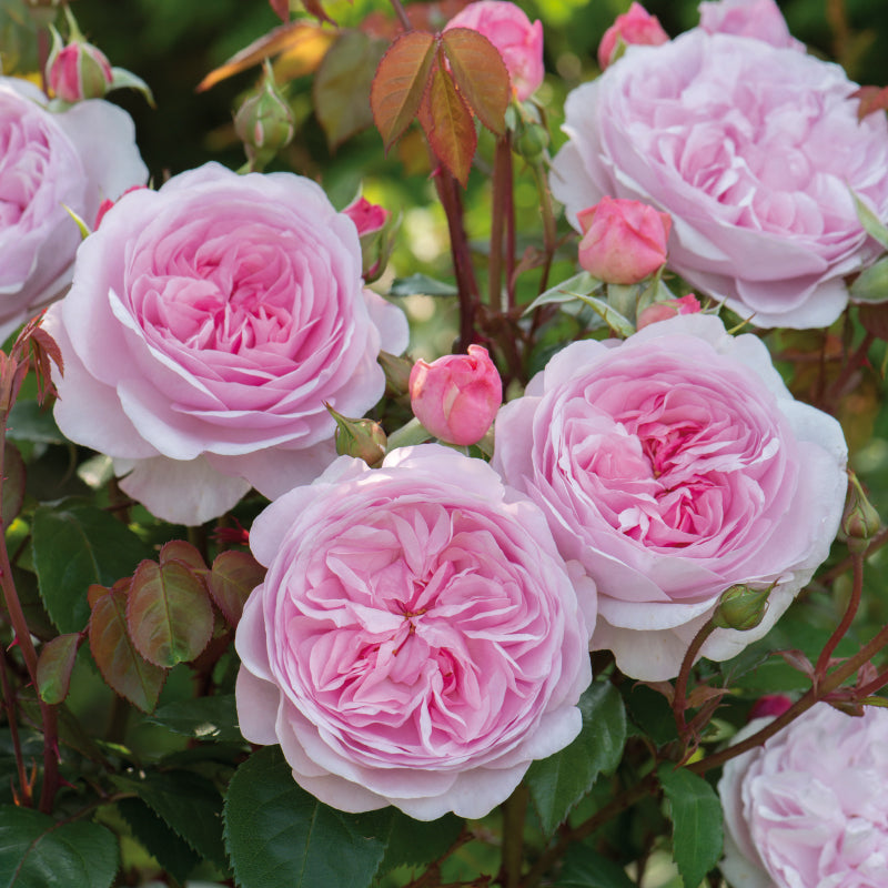 David-Austin-Olivia-Rose-Flower-1