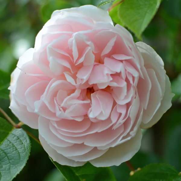 Rosa The Generous Gardener 6L