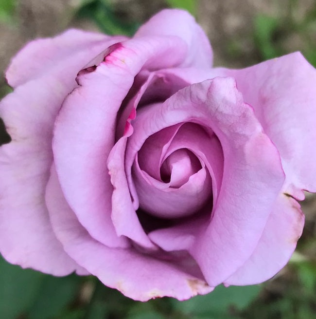 Rosa Blue Girl 4.5L