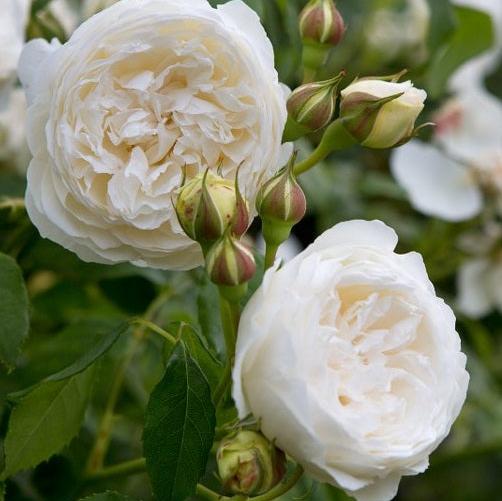 Rosa-Claire-Austin-Climbing-Flower