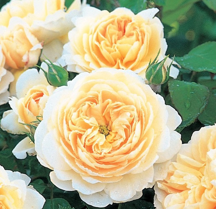 David Austin Rosa Crocus Rose - Roses - Windyridge Garden Centre