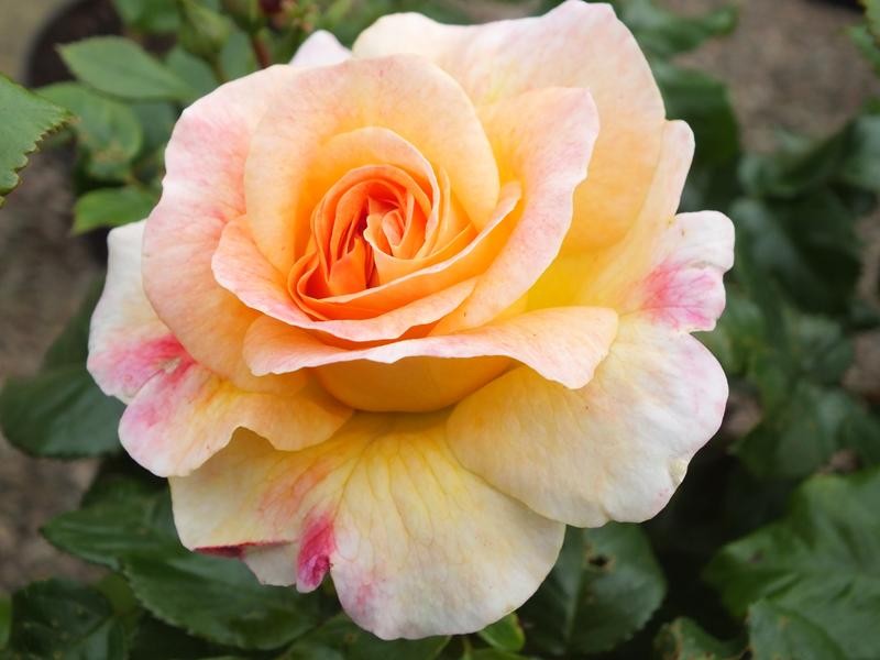 Rosa-Designer-Sunset-Flower