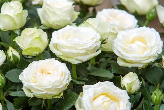 Rosa Infinity White - Indoor Plants - Windyridge Garden Centre