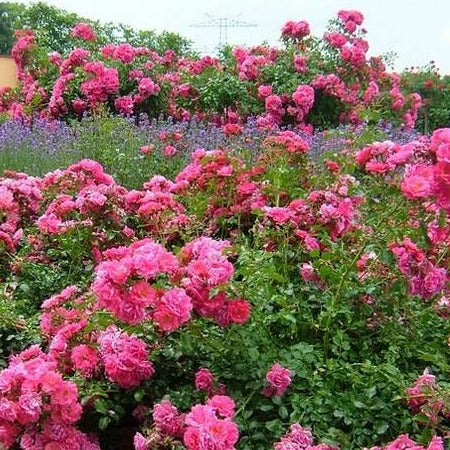 FLOWER CARPET PINK