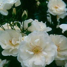 Rosa flowering carpet white
