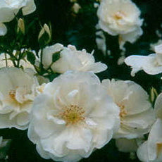 FLOWER CARPET WHITE Half Standard