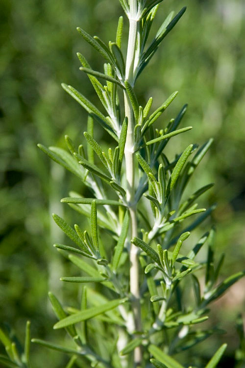 Rosemary, Barbeque