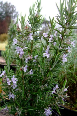 Rosemary o. Ms Jessop Upright